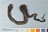 藏品(菊池氏龜殼花)的圖片